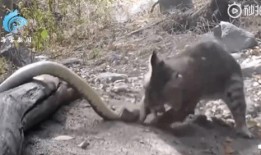 山猫无名爆料视频,幕后真相大起底